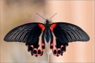 Scharlachroter Schwalbenschwanz 02 (Papilio rumanzovia)