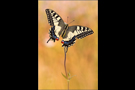 Schwalbenschwanz 15 (Papilio machaon)