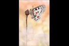 Roter Apollo (Parnassius apollo) 08