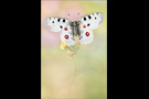 Roter Apollofalter (Parnassius apollo) 04