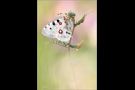 Roter Apollofalter (Parnassius apollo) 03