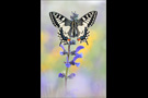Schwalbenschwanz 18 (Papilio machaon)