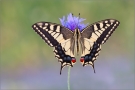Schwalbenschwanz 14 (Papilio machaon)