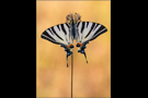 Segelfalter 03 (Iphiclides podalirius)