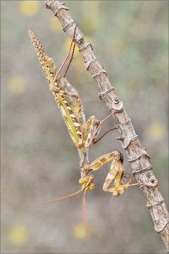 Kleine Teufelsblume (Blepharopsis mendica) 01