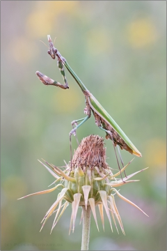 Hauben Fangschrecke (Empusa fasciata) 01