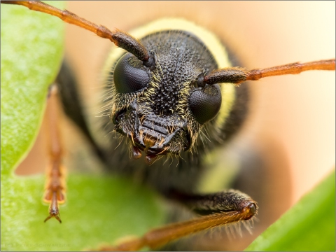 Gemeiner Widderbock (Clytus arietis) 01