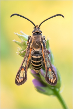 Hornklee-Glasflügler 02 (Bembecia ichneumoniformis)