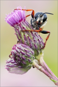Heuschreckensandwespe 01 (Sphex funerarius)