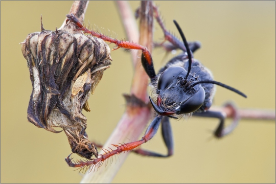 Heuschreckensandwespe 02 (Sphex funerarius)