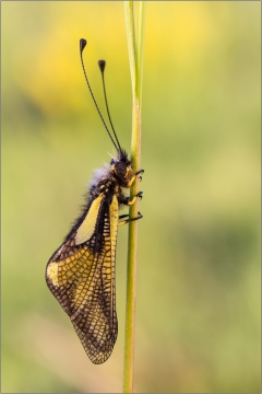 Libellen-Schmetterlingshaft 04 (Libelloides coccajus)