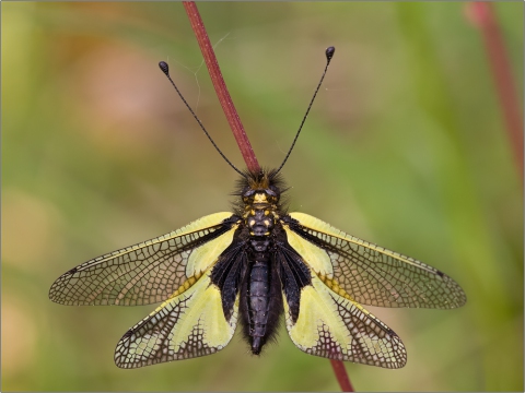 Libellen-Schmetterlingshaft 02 (Libelloides coccajus)