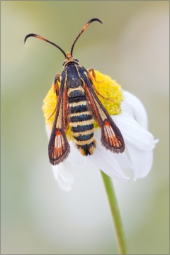 Hornklee-Glasflügler 01 (Bembecia ichneumoniformis)