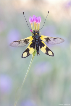 Östlicher Schmetterlingshaft (Libelloides macaronius) 01