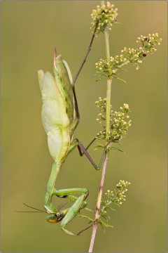 Gottesanbeterin 03 (Mantis religiosa)