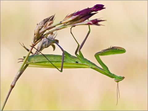 Gottesanbeterin 05 (Mantis religiosa)