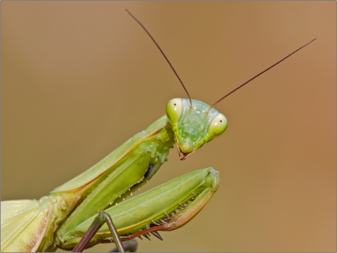 Gottesanbeterin 07 (Mantis religiosa)