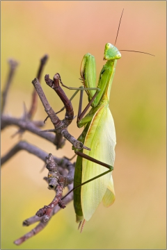 Gottesanbeterin 08 (Mantis religiosa)