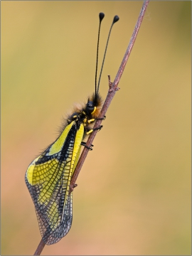 Libellen-Schmetterlingshaft 03 (Libelloides coccajus)