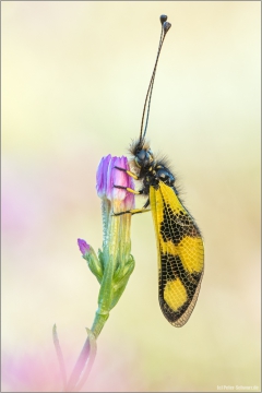 Östlicher Schmetterlingshaft (Libelloides macaronius) 02