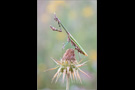 Hauben Fangschrecke (Empusa fasciata) 01