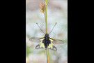 Libellen-Schmetterlingshaft 06 (Libelloides coccajus)