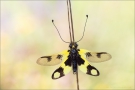 Östlicher  Schmetterlingshaft (Libelloides  macaronius) 03