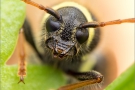 Gemeiner Widderbock (Clytus arietis) 01