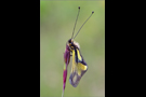 Libellen-Schmetterlingshaft 01 (Libelloides coccajus)