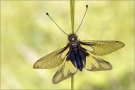 Libellen-Schmetterlingshaft 05 (Libelloides coccajus)