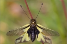 Libellen-Schmetterlingshaft 02 (Libelloides coccajus)