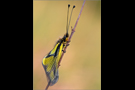 Libellen-Schmetterlingshaft 03 (Libelloides coccajus)