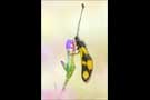 Östlicher Schmetterlingshaft (Libelloides macaronius) 02