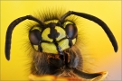 Gemeine Wespe 01 (Vespula vulgaris)