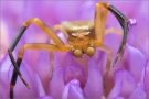 Gehöckerte Krabbenspinne (Thomisus onustus) 02