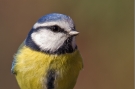 Blaumeise (Cyanistes caeruleus) 01