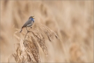 Blaukehlchen (Luscinia svecica) 01