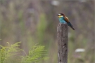 Bienenfresser (Merops apiaster) 01