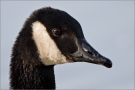 Kanadagans (Branta canadensis) 01