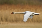 Höckerschwan (Cygnus olor) 05