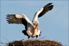 Weißstorch (Ciconia ciconia) 04