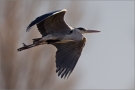 Graureiher (Ardea cinerea) 02