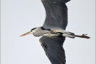 Graureiher (Ardea cinerea) 01