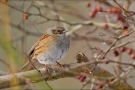 Heckenbraunelle (Prunella modularis) 01