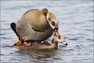 Nilgans (Alopochen aegyptiacus) 03