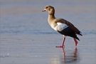 Nilgans (Alopochen aegyptiacus) 01