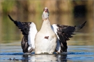 Nilgans (Alopochen aegyptiacus) 02