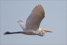 Silberreiher (Ardea alba) 01