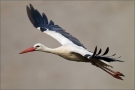 Weißstorch (Ciconia ciconia) 02