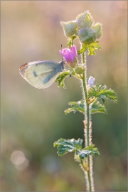 Kleiner Kohlweißling (Pieris rapae) 01